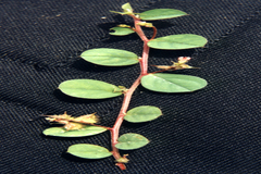 Indigofera nummulariifolia